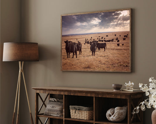 western wall decor featuring black angus cattle