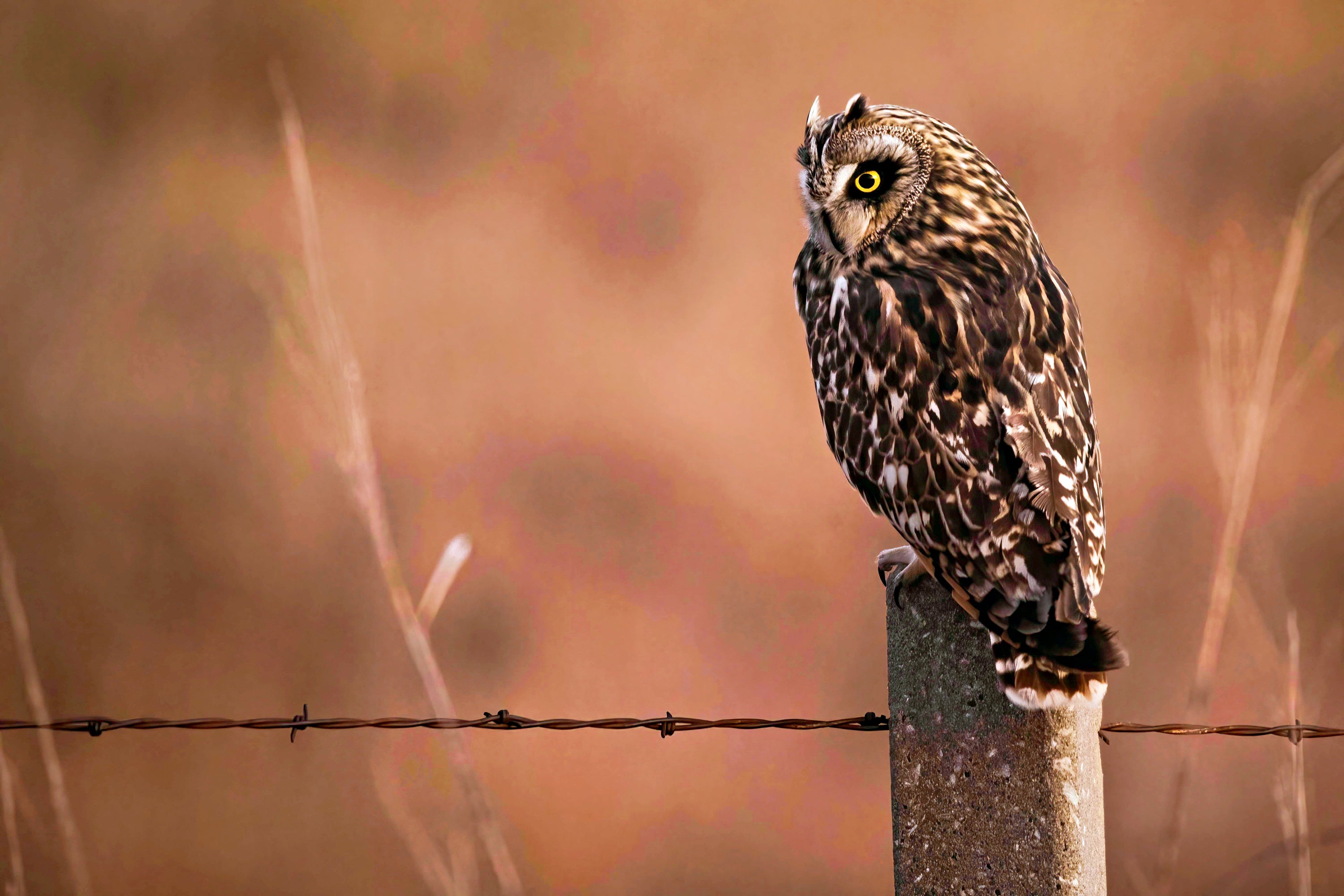 Photographing Short Eared Owls In The Tallgrass Prairie - Teri James 