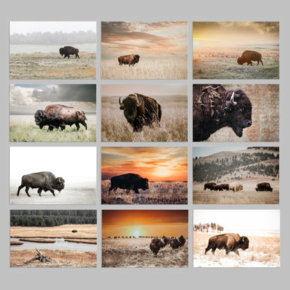 2025 American Bison Calendar or Desktop Planner Calendar Teri James Photography