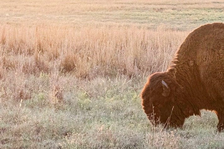 American Bison Canvas Print Wall Art Teri James Photography