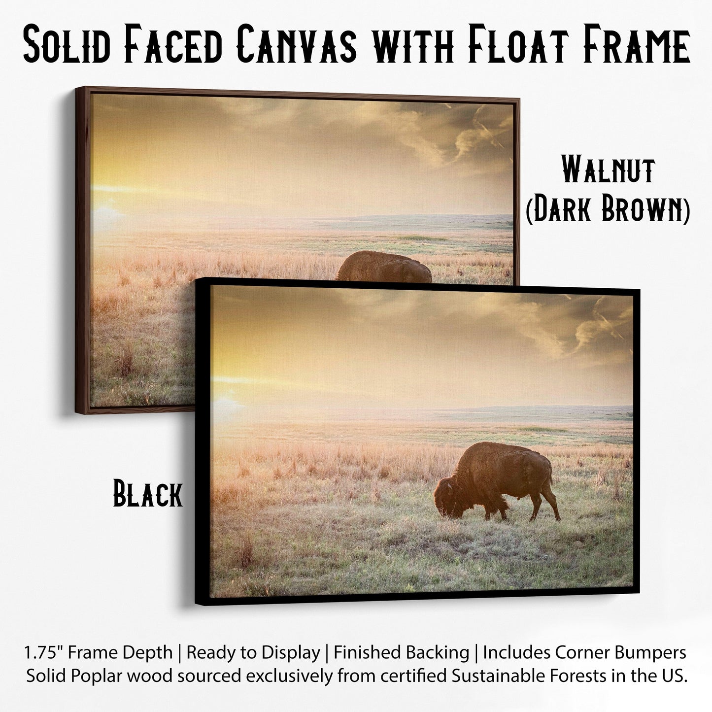 American Bison Canvas Print Canvas-Black Frame / 12 x 18 Inches Wall Art Teri James Photography