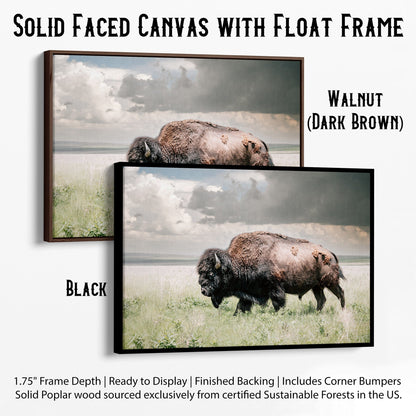 American Bison or Buffalo Canvas Print Canvas-Black Frame / 12 x 18 Inches Wall Art Teri James Photography