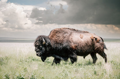 American Bison or Buffalo Canvas Print Paper Photo Print / 12 x 18 Inches Wall Art Teri James Photography