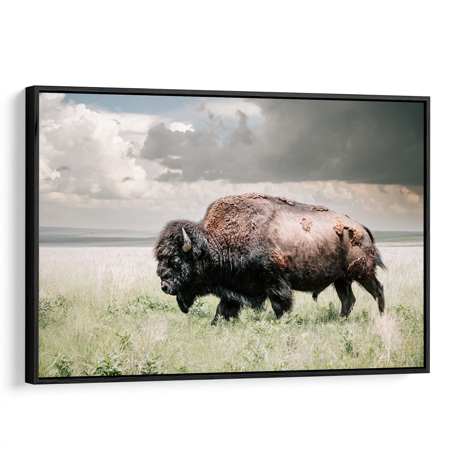 American Bison Wall Art - Buffalo Canvas Print Canvas-Black Frame / 12 x 18 Inches Wall Art Teri James Photography