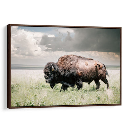 American Bison Wall Art - Buffalo Canvas Print Canvas-Walnut Frame / 12 x 18 Inches Wall Art Teri James Photography