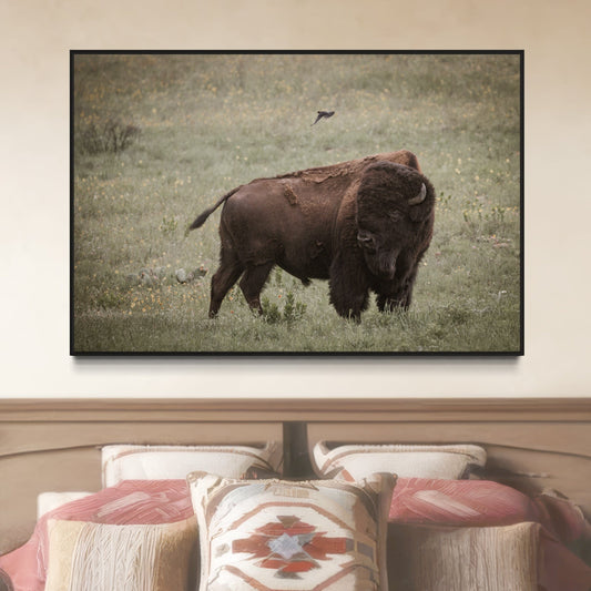 American Buffalo or Bison Artwork Wall Art Teri James Photography