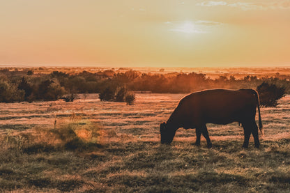 Angus Cow and Oklahoma Sunset Canvas Wall Art Teri James Photography