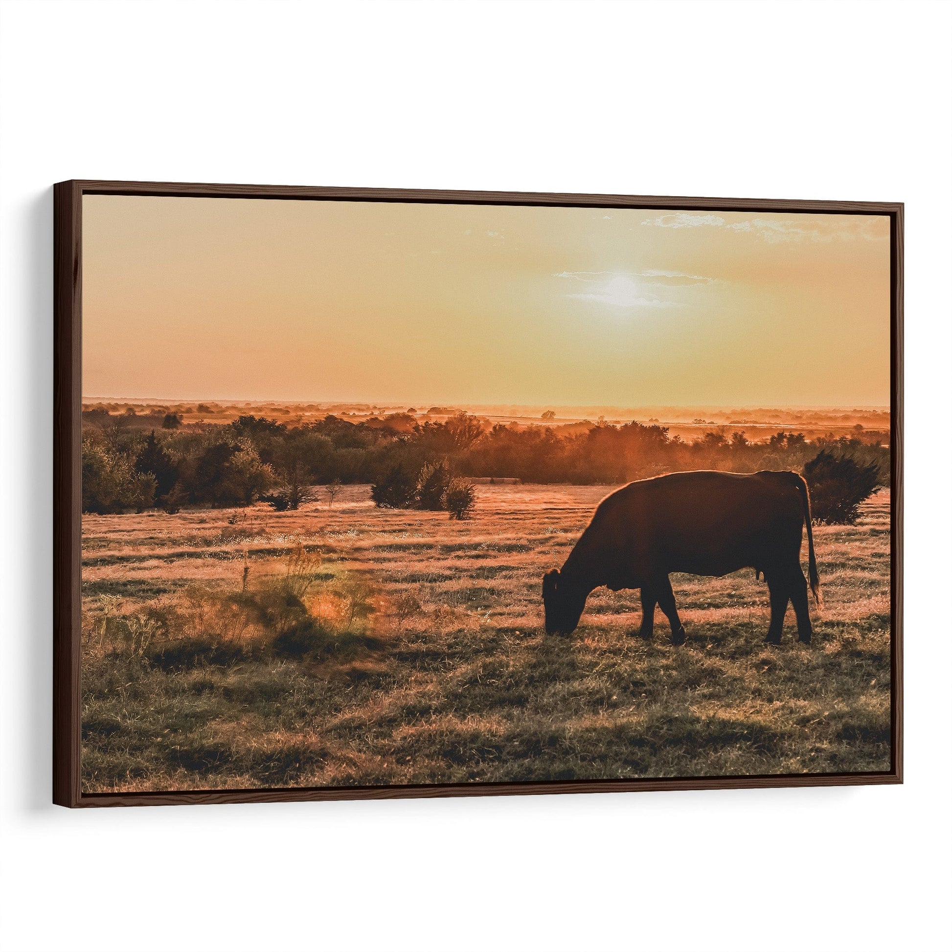 Angus Cow and Oklahoma Sunset Canvas Canvas-Walnut Frame / 12 x 18 Inches Wall Art Teri James Photography