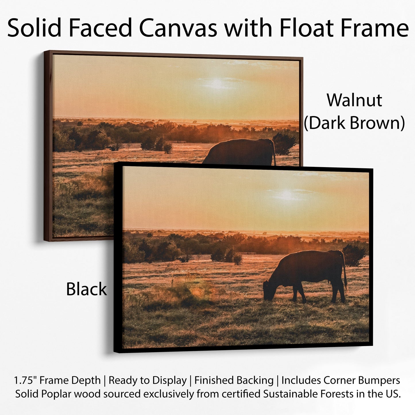 Angus Cow and Oklahoma Sunset Canvas Canvas-Black Frame / 12 x 18 Inches Wall Art Teri James Photography