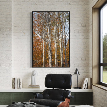 Aspen Tree Fall Photography Wall Art Teri James Photography