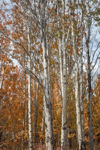 Aspen Tree Fall Photography Paper Photo Print / 12 x 18 Inches Wall Art Teri James Photography