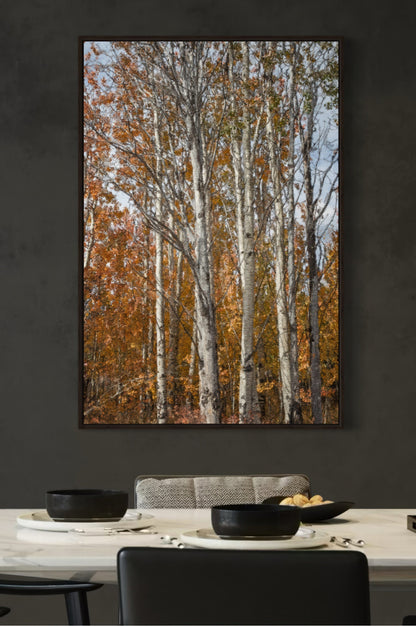 Aspen Tree Fall Photography Wall Art Teri James Photography