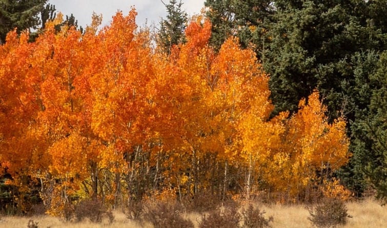 Aspen Trees Scenic Artwork Wall Art Teri James Photography