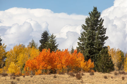 Aspen Trees Scenic Artwork Paper Photo Print / 12 x 18 Inches Wall Art Teri James Photography