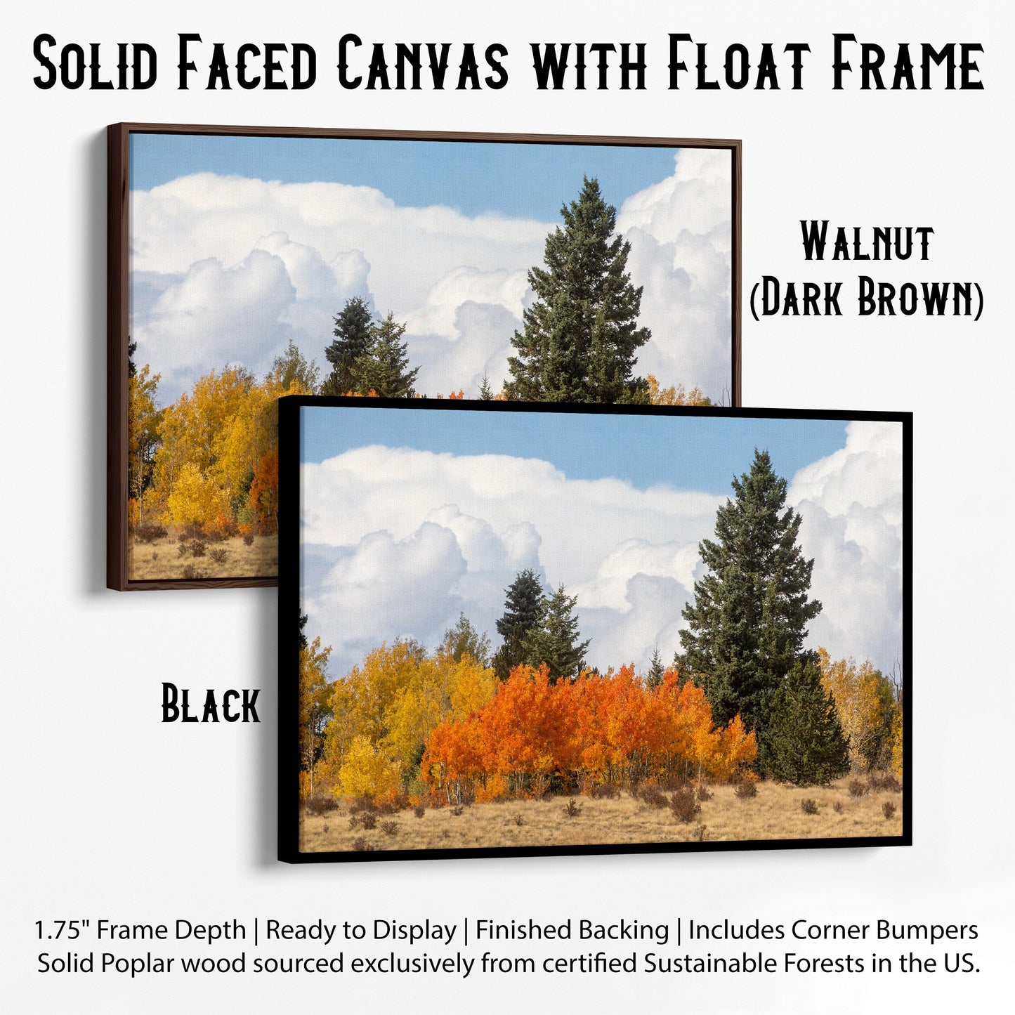 Aspen Trees Scenic Artwork Canvas-Black Frame / 12 x 18 Inches Wall Art Teri James Photography