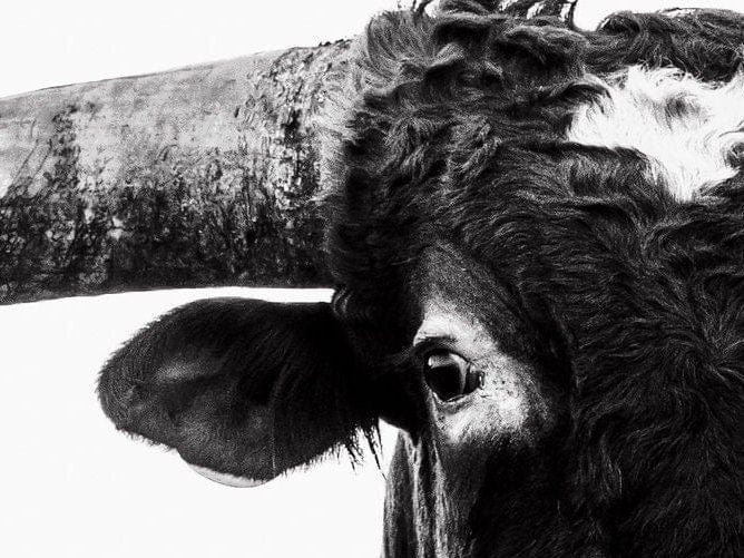 Austin Texas Longhorn Art in Black and White Wall Art Teri James Photography