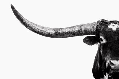 Austin Texas Longhorn Art in Black and White Paper Photo Print / 12 x 18 Inches Wall Art Teri James Photography