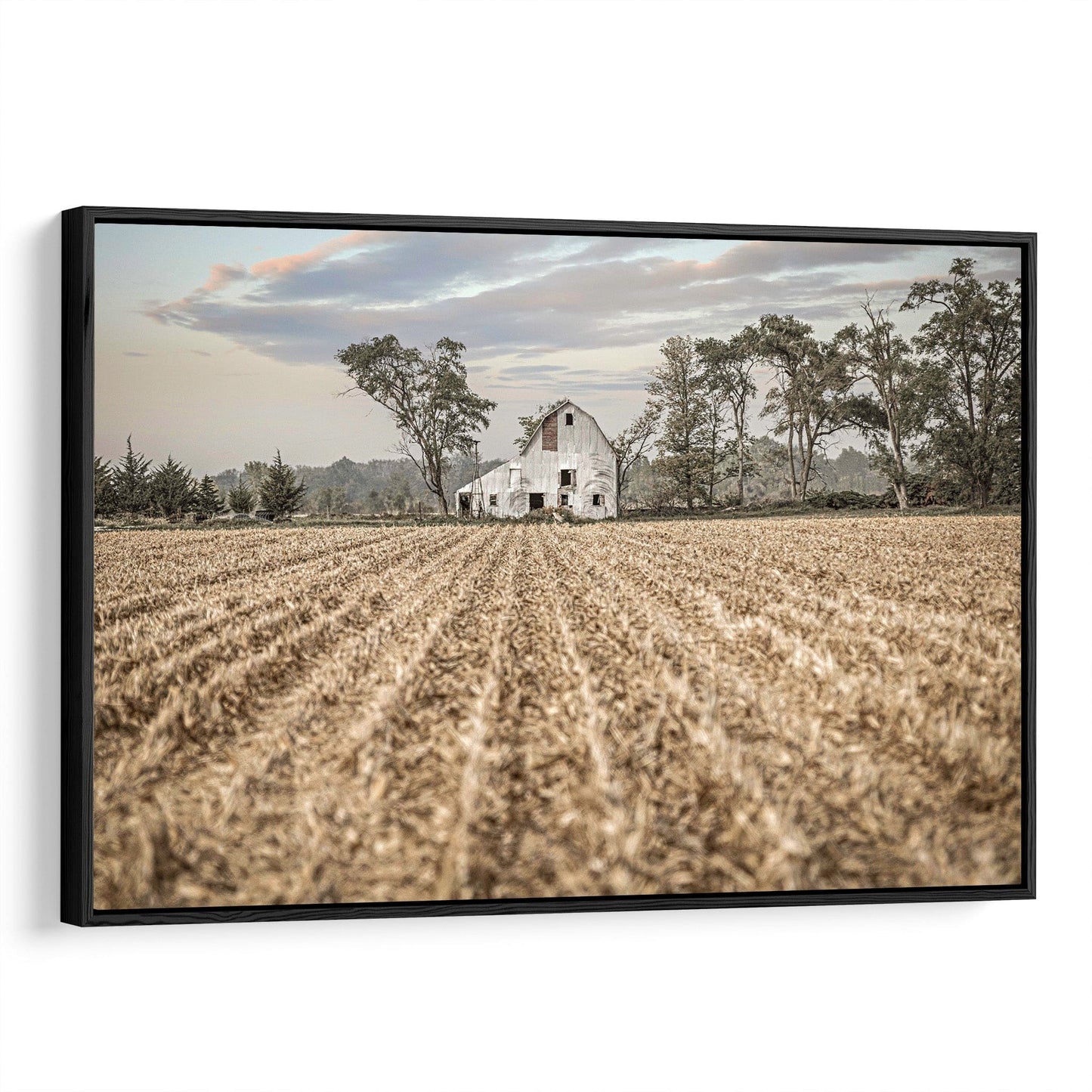 Barn Art Print - Nebraska Cornfield Canvas-Black Frame / 12 x 18 Inches Wall Art Teri James Photography