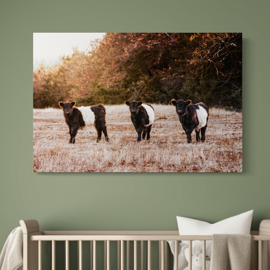 Belted Galloway Cattle Photo Wall Art Teri James Photography