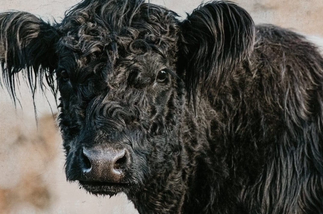 Belted Galloway Cow Canvas Art Wall Art Teri James Photography