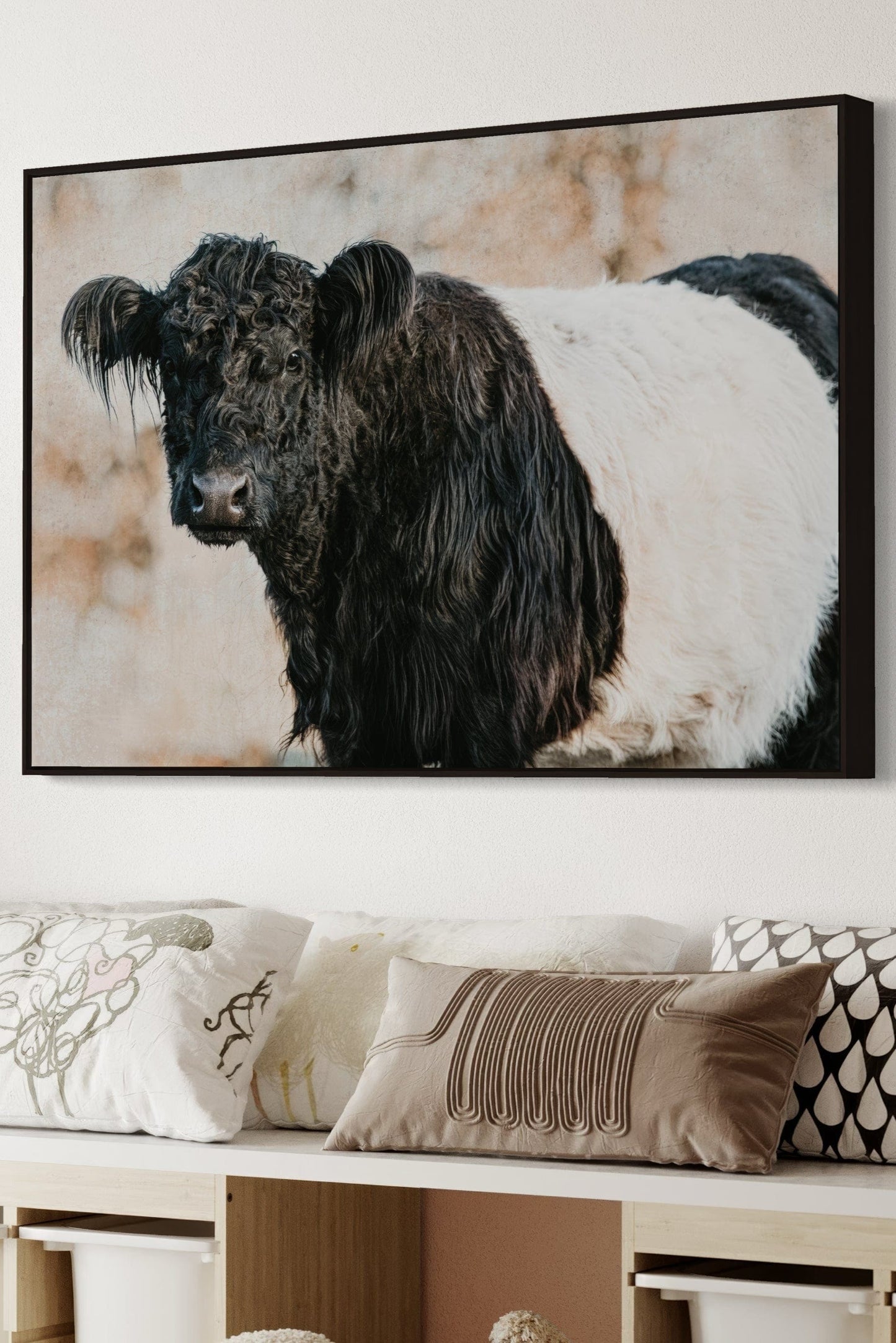 Belted Galloway Cow Canvas Art Wall Art Teri James Photography