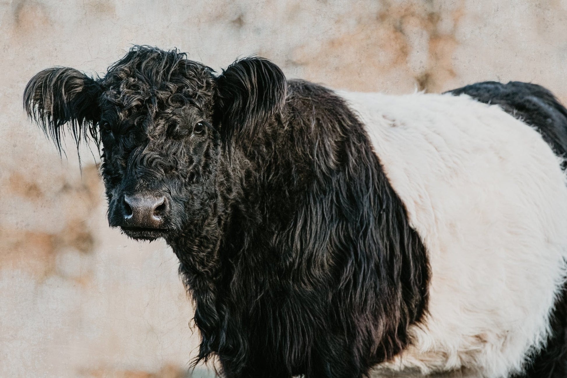 Belted Galloway Cow Canvas Art Paper Photo Print / 12 x 18 Inches Wall Art Teri James Photography