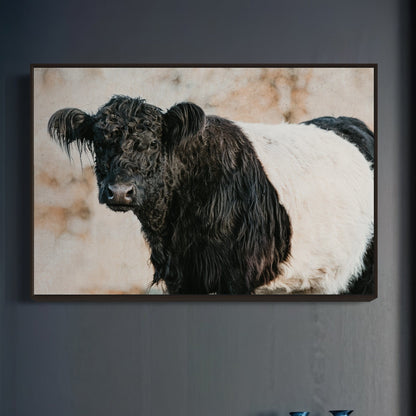 Belted Galloway Cow Canvas Art Wall Art Teri James Photography