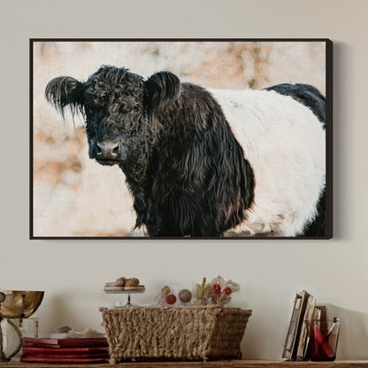 Belted Galloway Cow Canvas Art Wall Art Teri James Photography