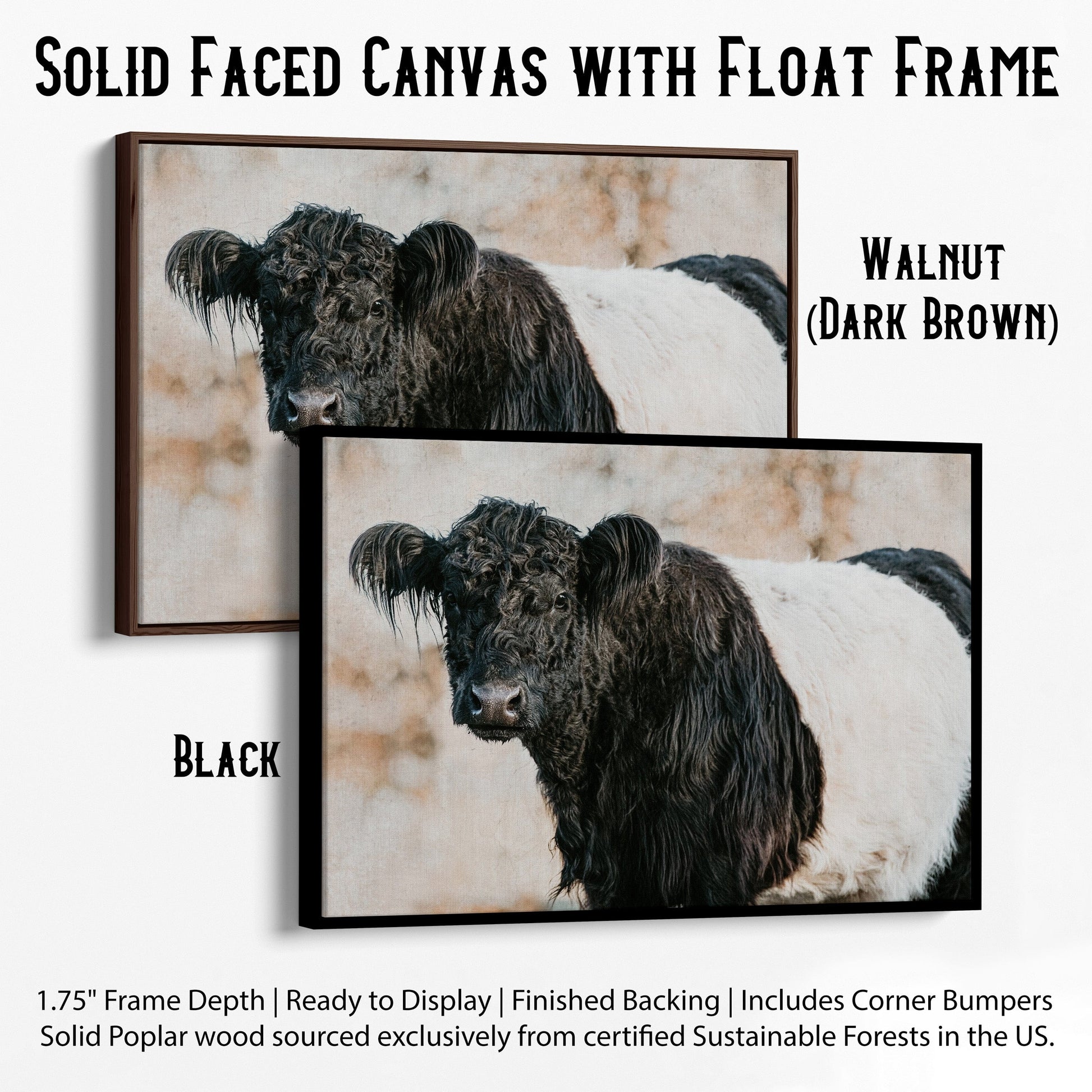 Belted Galloway Cow Canvas Art Canvas-Black Frame / 12 x 18 Inches Wall Art Teri James Photography