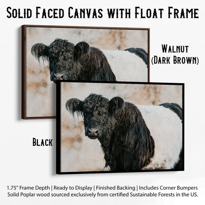 Belted Galloway Cow Canvas Art Canvas-Black Frame / 12 x 18 Inches Wall Art Teri James Photography