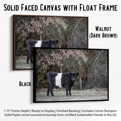 Beltie Cow Photo - Belted Galloway Canvas-Black Frame / 12 x 18 Inches Wall Art Teri James Photography