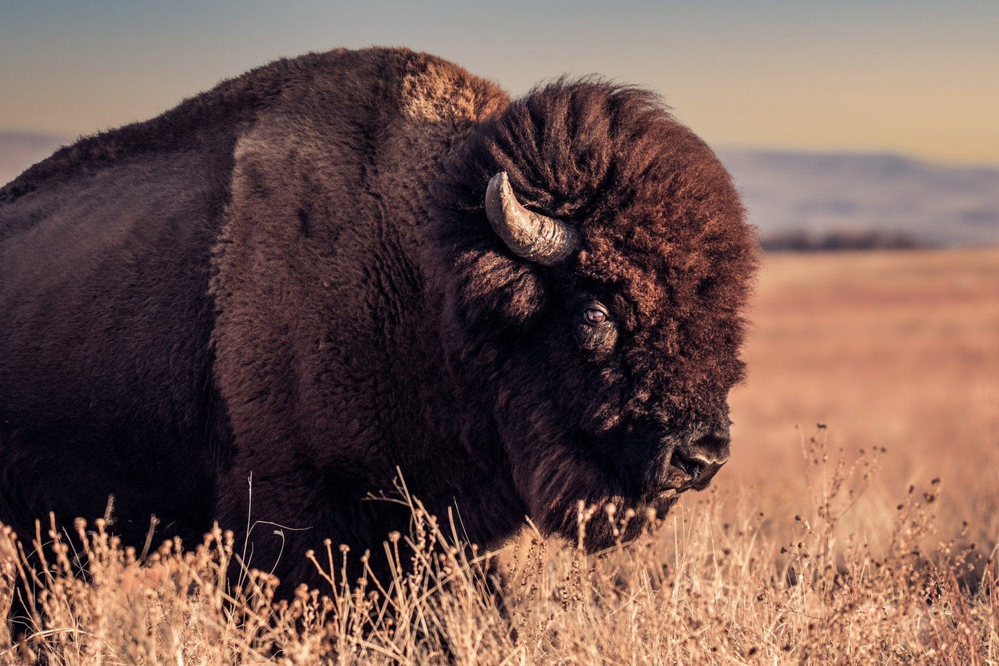 Bison Bull Canvas Print - Wichita Mountains Wildlife Refuge Paper Photo Print / 12 x 18 Inches Wall Art Teri James Photography