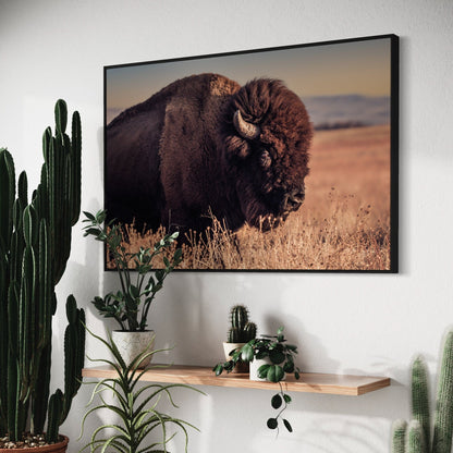 Bison Bull Canvas Print - Wichita Mountains Wildlife Refuge Wall Art Teri James Photography