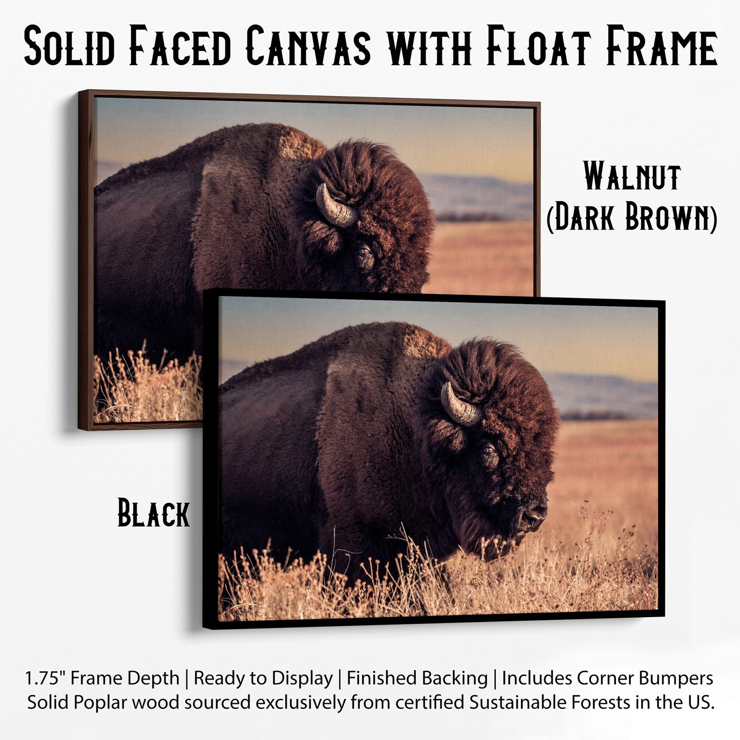 Bison Bull Canvas Print - Wichita Mountains Wildlife Refuge Canvas-Black Frame / 12 x 18 Inches Wall Art Teri James Photography