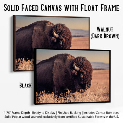 Bison Bull Canvas Print - Wichita Mountains Wildlife Refuge Canvas-Black Frame / 12 x 18 Inches Wall Art Teri James Photography