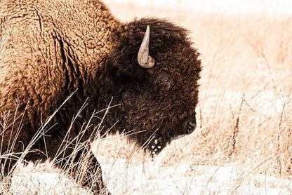 Bison Canvas Wall Art - Brown & Sepia Tone Western Decor Wall Art Teri James Photography