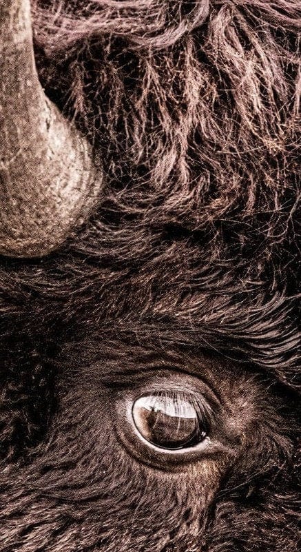 Bison Closeup Vertical Canvas Wall Art Wall Art Teri James Photography