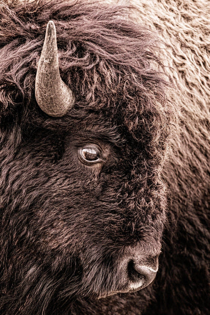 Bison Closeup Vertical Canvas Wall Art Paper Photo Print / 12 x 18 Inches Wall Art Teri James Photography