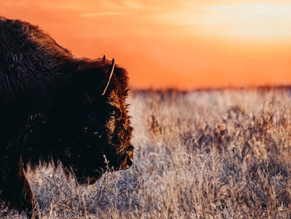 Bison Wall Art Canvas - Colorful Orange Sunset Wall Art Teri James Photography