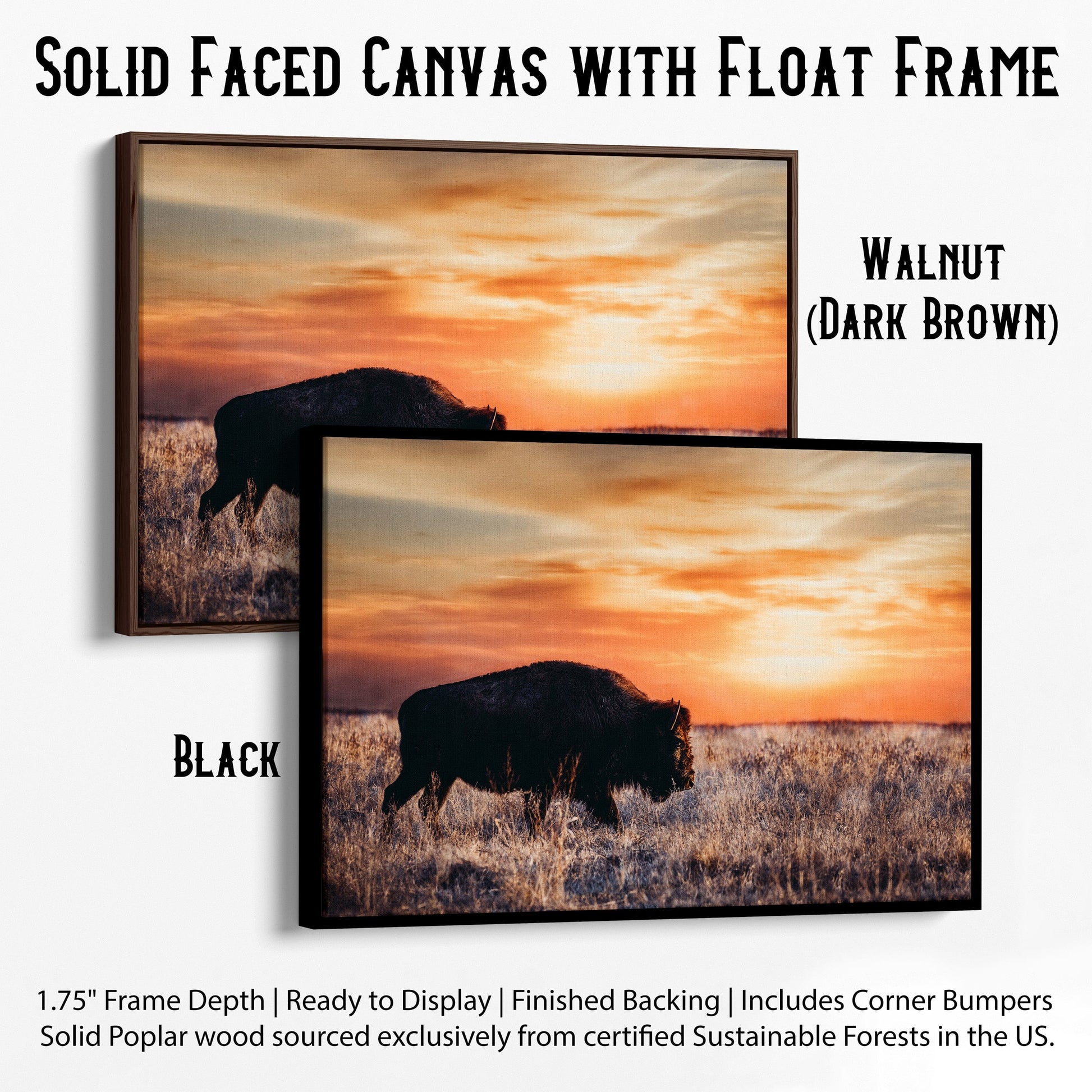 Bison Wall Art Canvas - Colorful Orange Sunset Canvas-Black Frame / 12 x 18 Inches Wall Art Teri James Photography