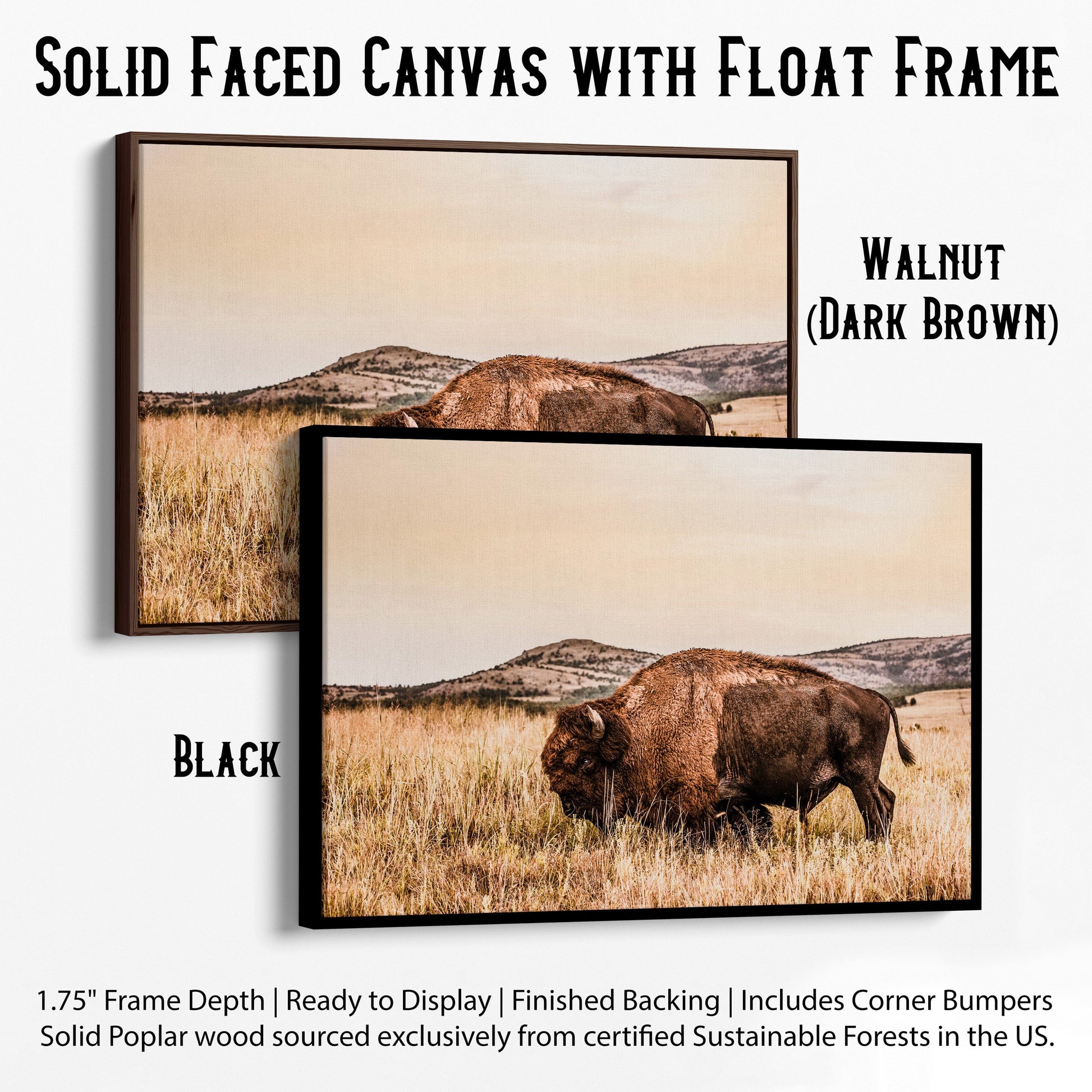 Bison Wall Art Canvas Print Canvas-Black Frame / 12 x 18 Inches Wall Art Teri James Photography