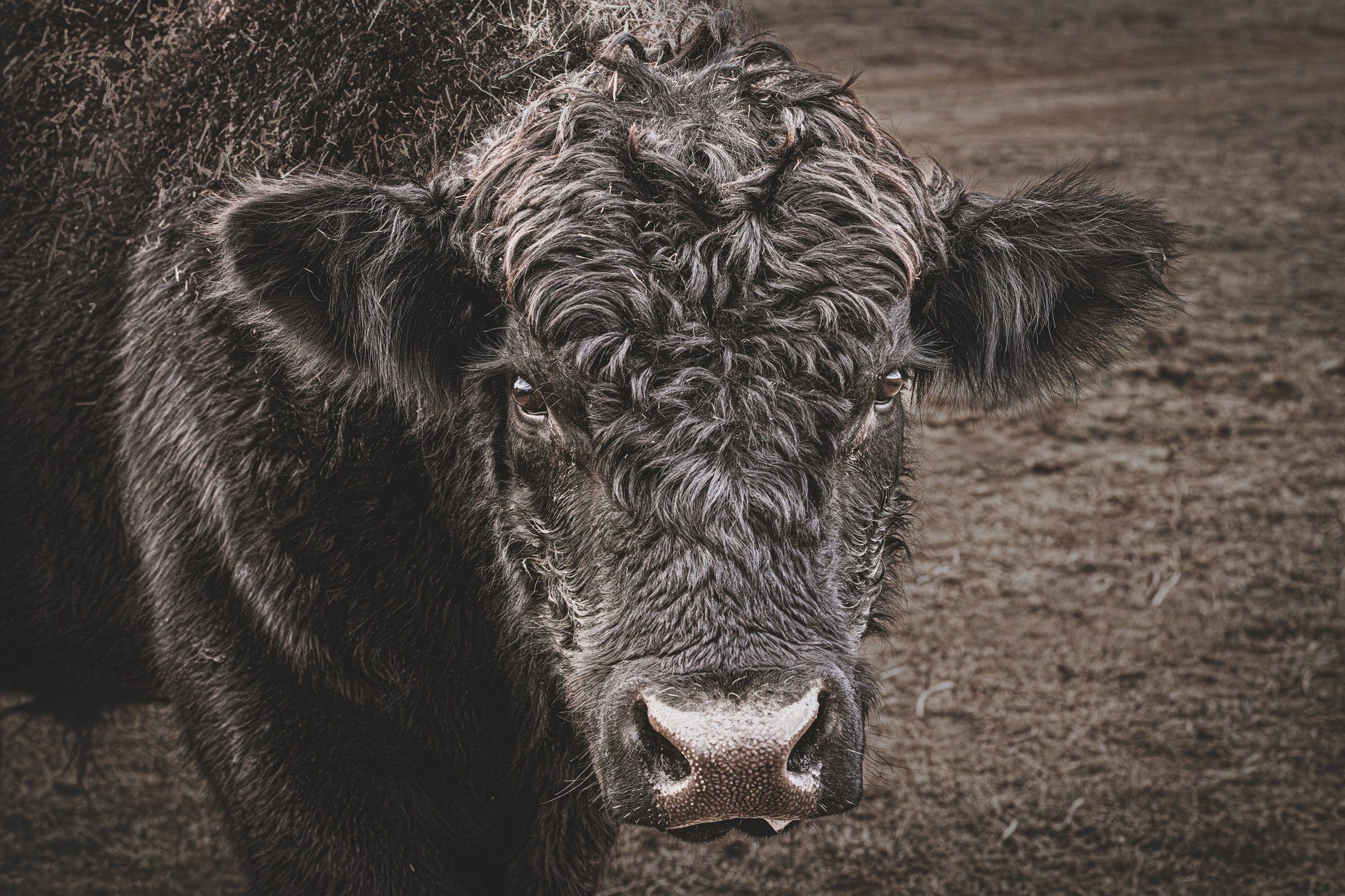 Black Angus Bull Print Paper Photo Print / 12 x 18 Inches Wall Art Teri James Photography