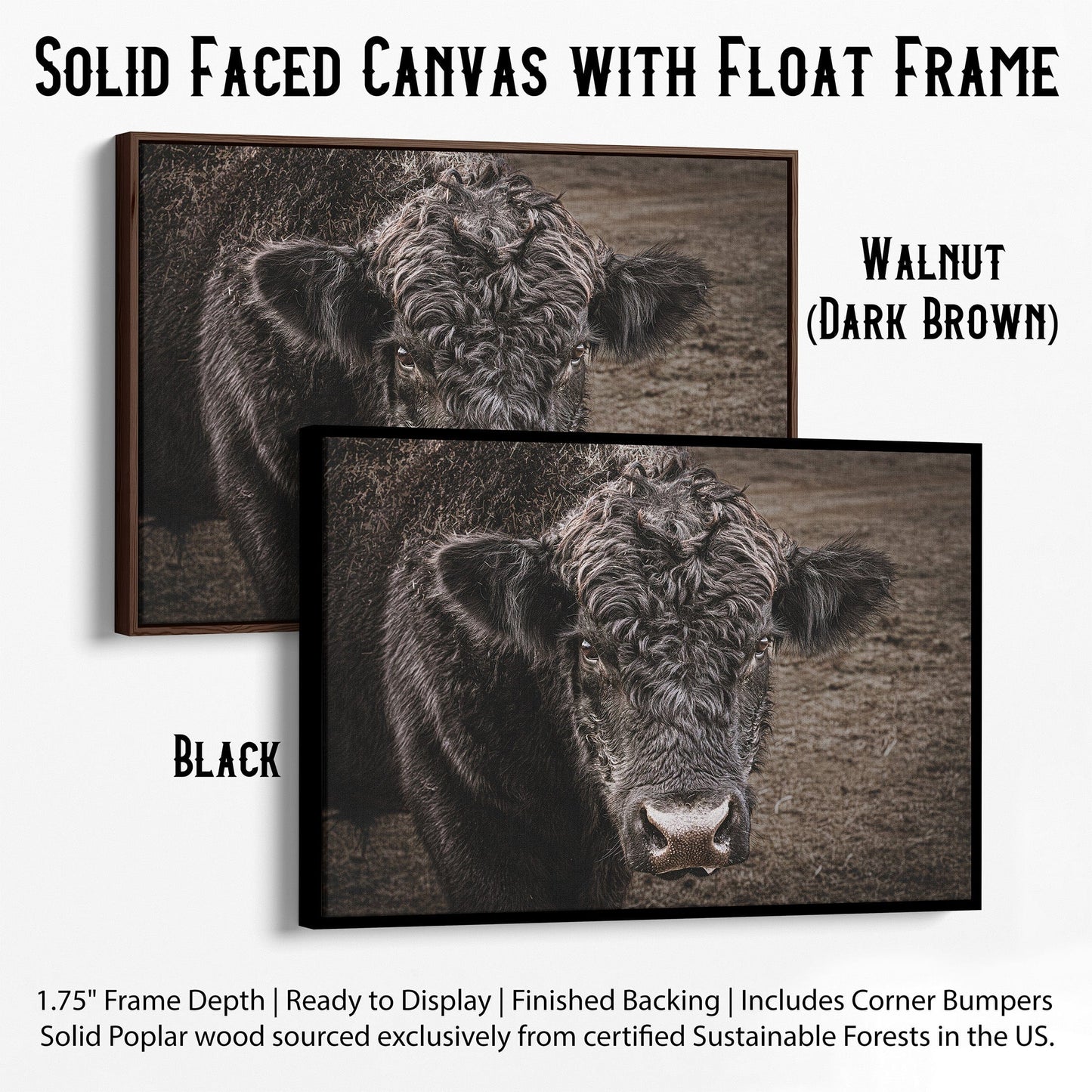 Black Angus Bull Print Canvas-Black Frame / 12 x 18 Inches Wall Art Teri James Photography