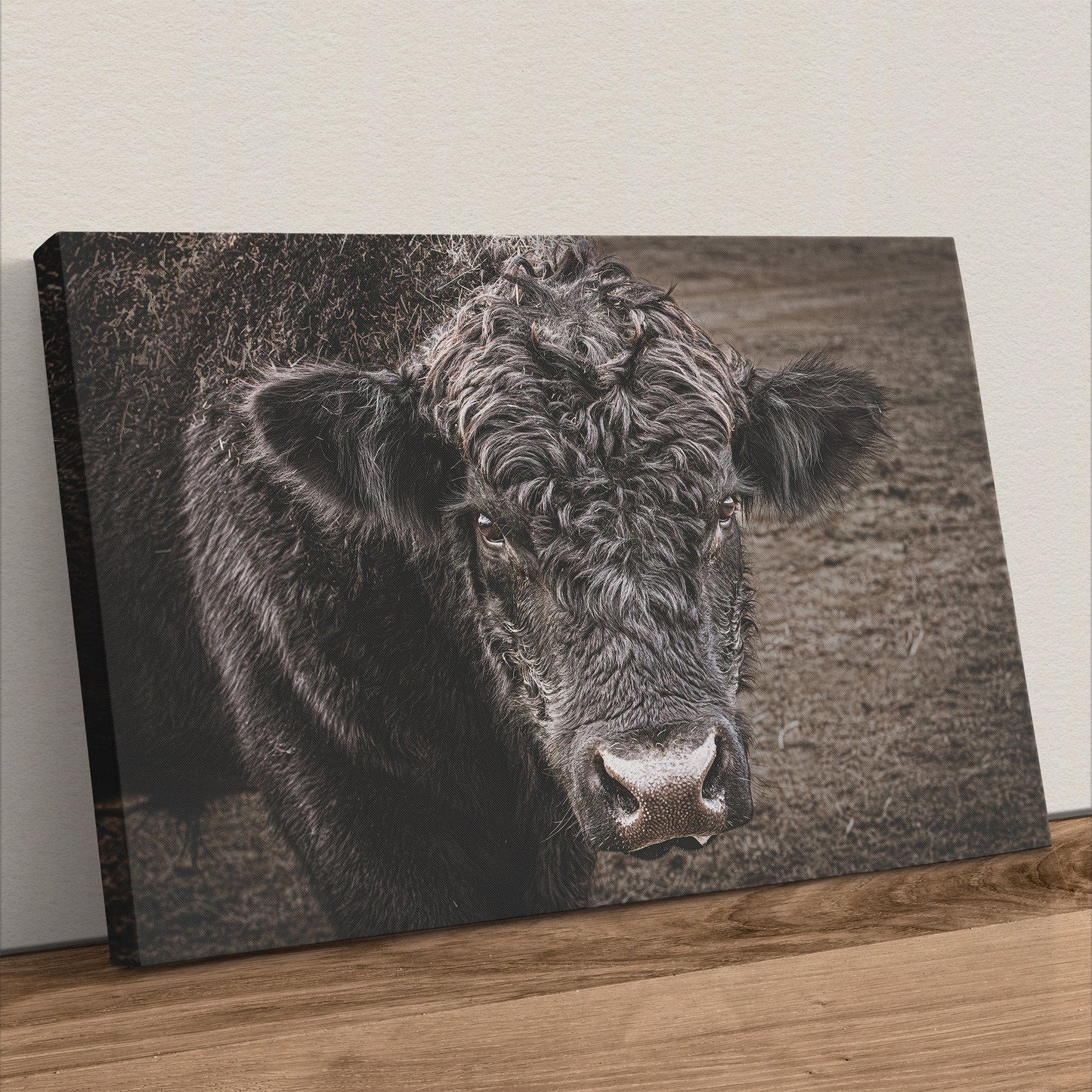 Black Angus Bull Print Canvas-Unframed / 12 x 18 Inches Wall Art Teri James Photography