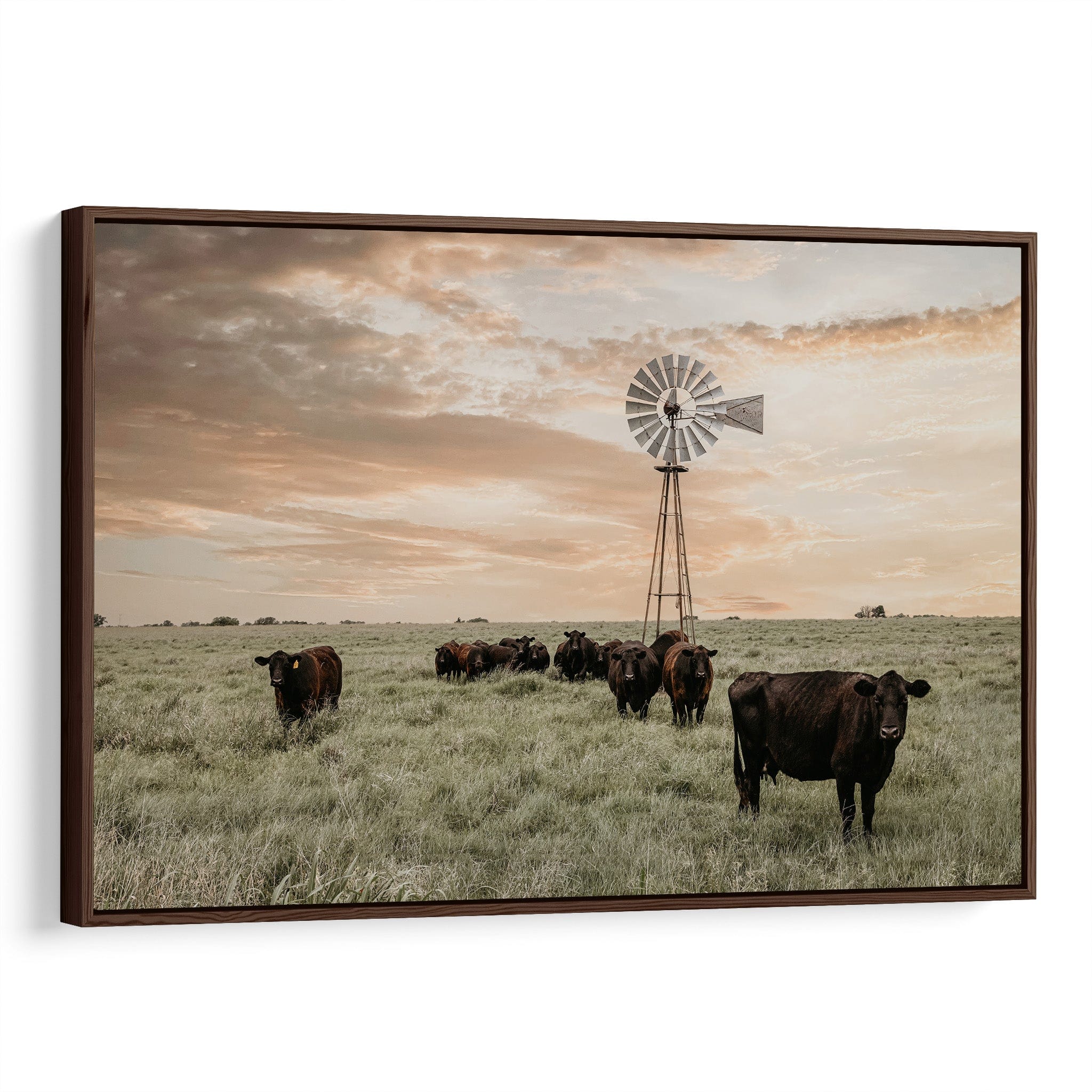 Black Angus Cattle and Old Windmill - Teri James Photography