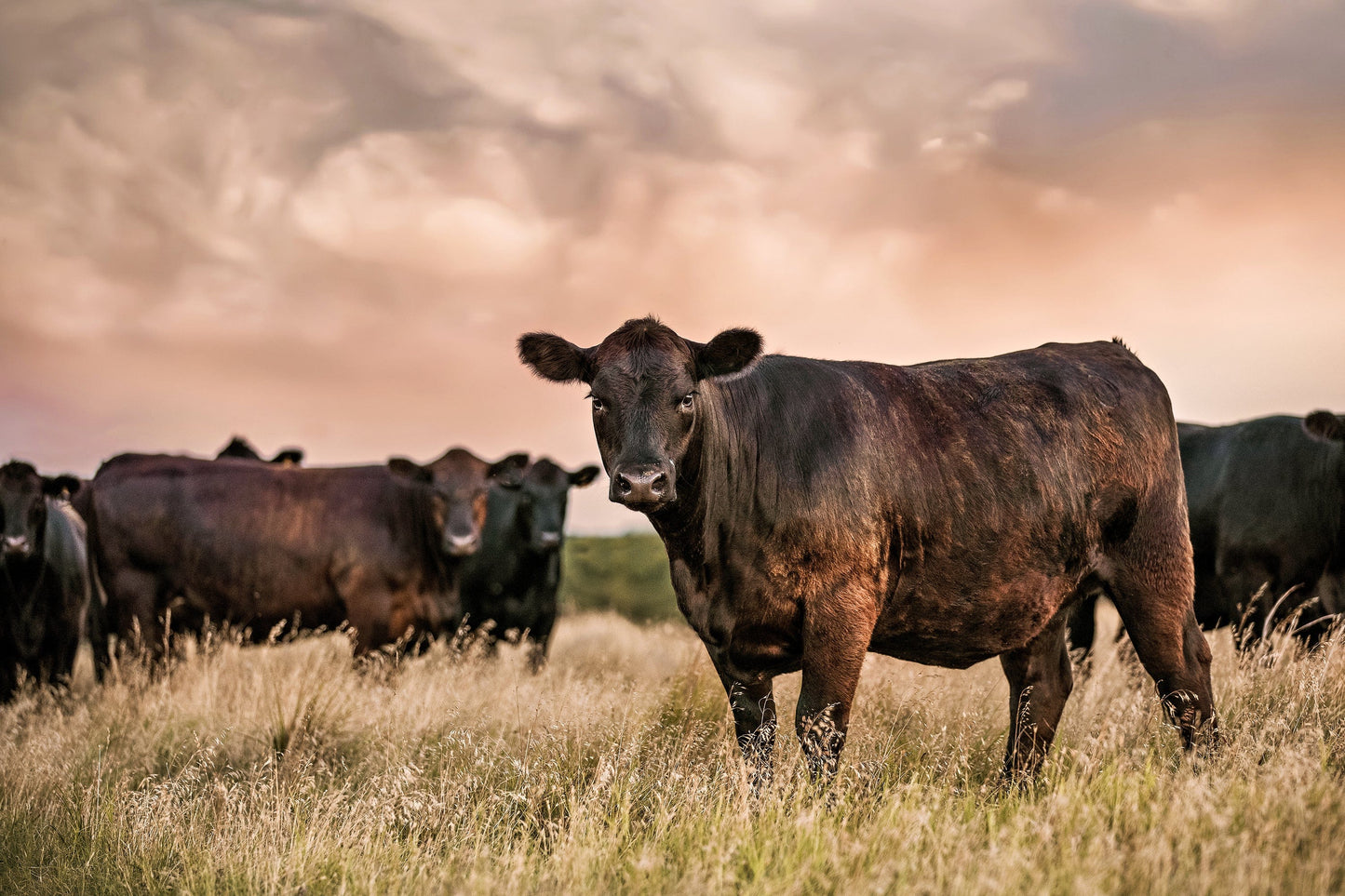 Black Angus Cattle at Sunset - Angus Cows Wall Art Canvas Paper Photo Print / 12 x 18 Inches Wall Art Teri James Photography