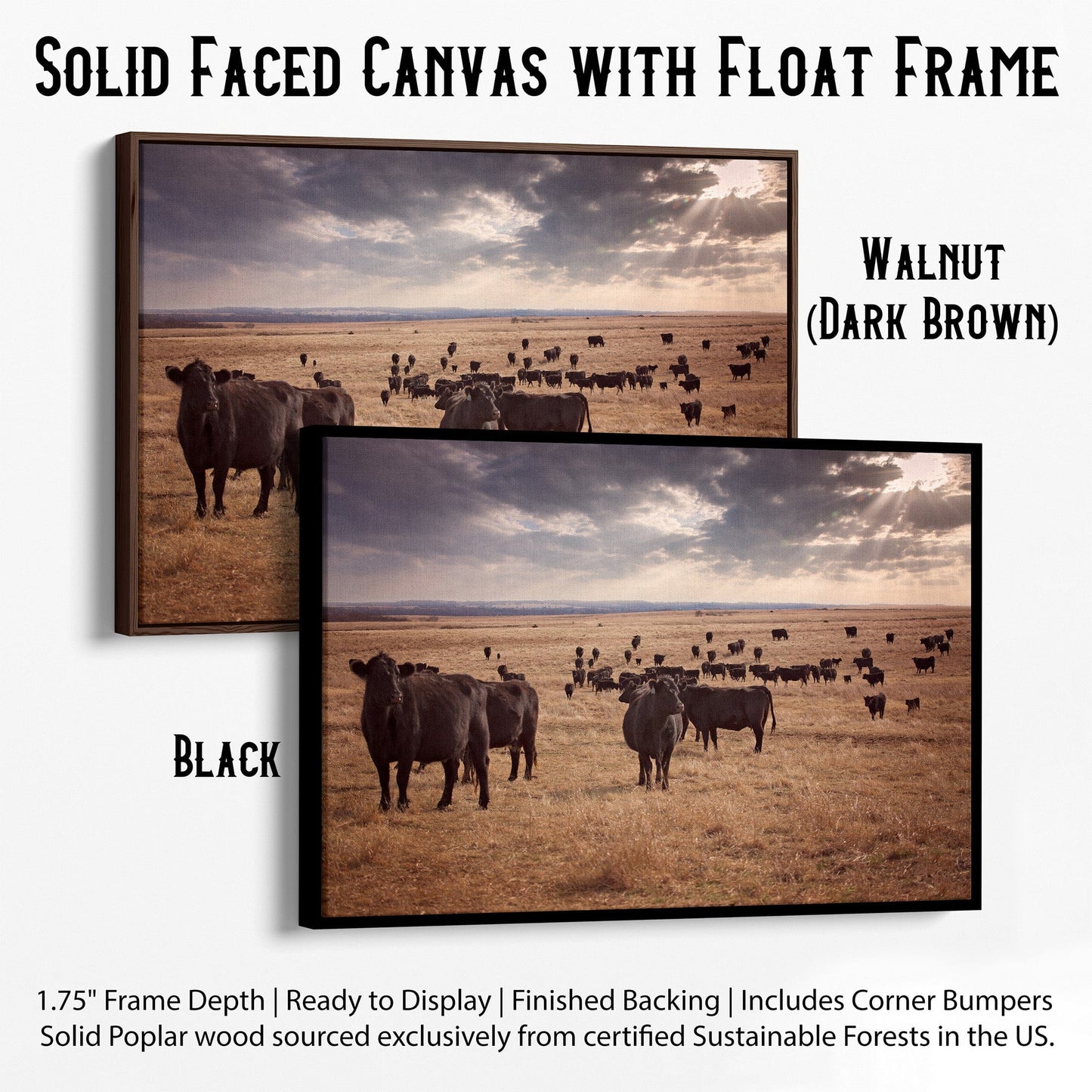 Black Angus Cattle Canvas Print Canvas-Black Frame / 12 x 18 Inches Wall Art Teri James Photography