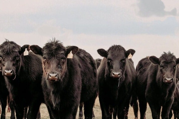 Black Angus Cattle Decor - Blue Oklahoma Sky Wall Art Teri James Photography