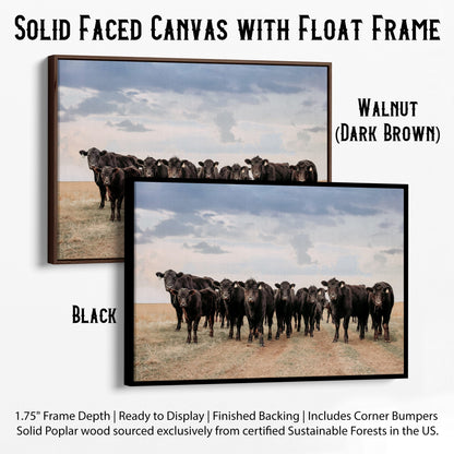 Black Angus Cattle Decor - Blue Oklahoma Sky Canvas-Black Frame / 12 x 18 Inches Wall Art Teri James Photography