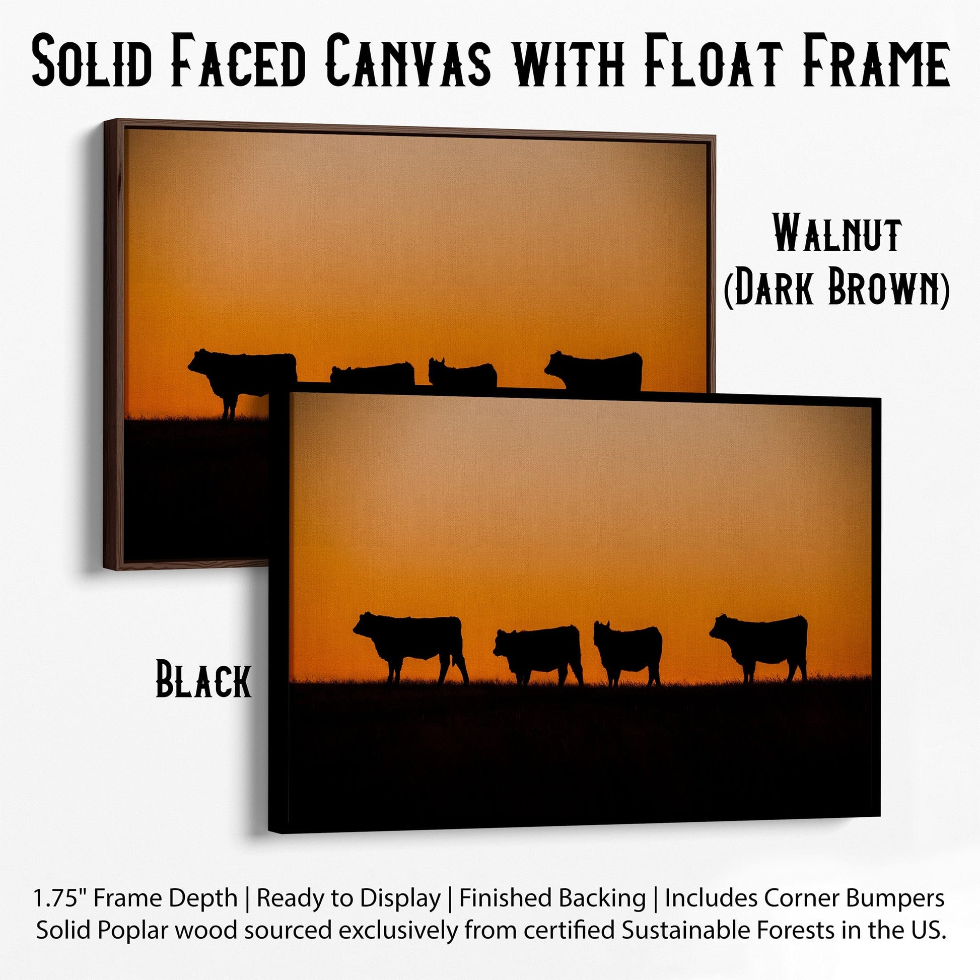 Black Angus Cattle Sunset Print Canvas-Black Frame / 12 x 18 Inches Wall Art Teri James Photography